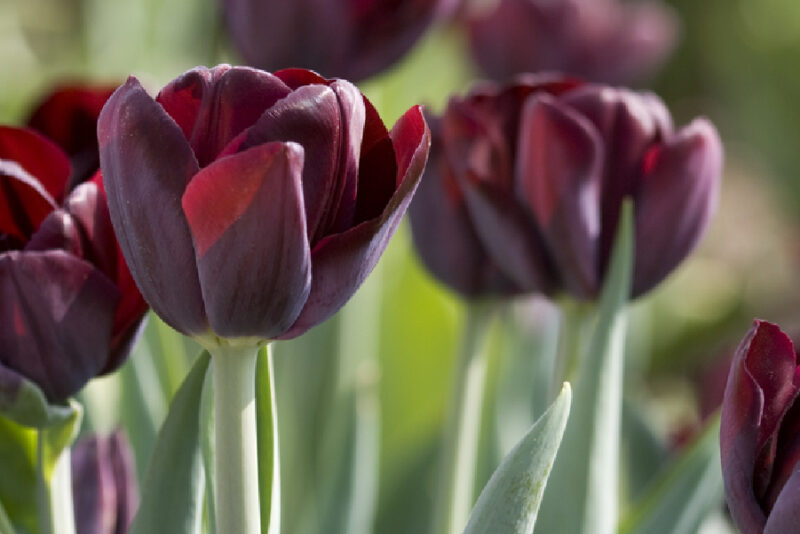 Tulips Garden Design